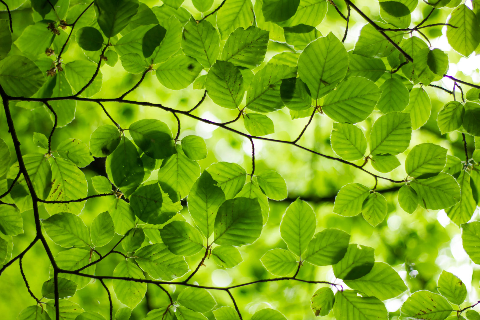 green .2.webp__PID:030cc58f-d9f9-4c87-9db9-a1c20cbb5b20