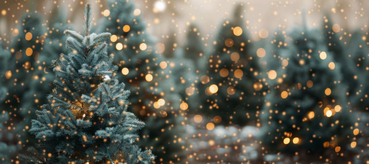 Fir trees with a warm, glowing light effect in a snowy forest